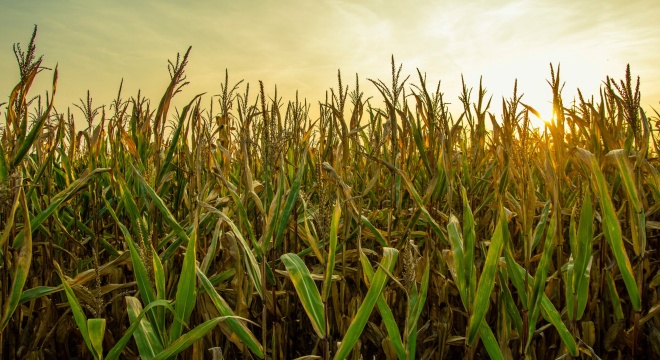 Webinar w ramach projektu „Zielona transformacja w praktyce (…)”